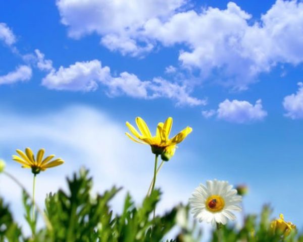 حالة الطقس: أجواء ربيعية معتدلة