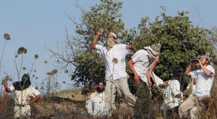 مستعمرون يعتدون على بلدات كفر مالك وسنجل وجلجليا برام الله